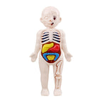 Montessori Body Parts™- Cuerpo Humano