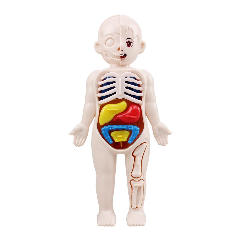 Montessori Body Parts™- Ihmiskeho