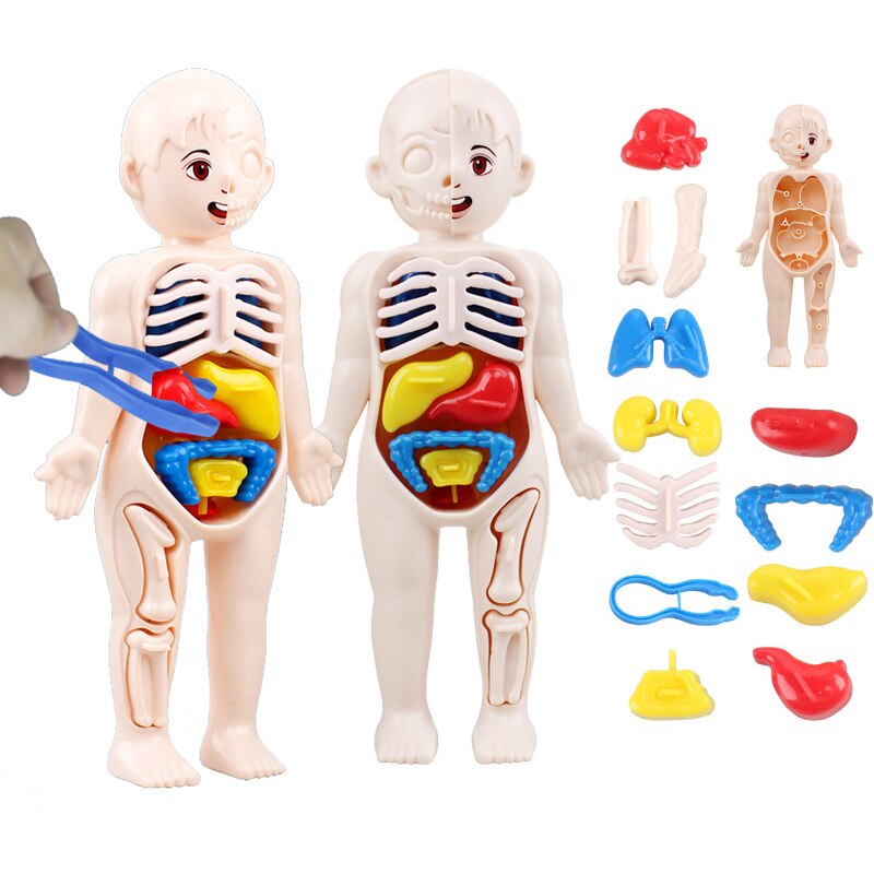 Montessori Body Parts™- Ihmiskeho